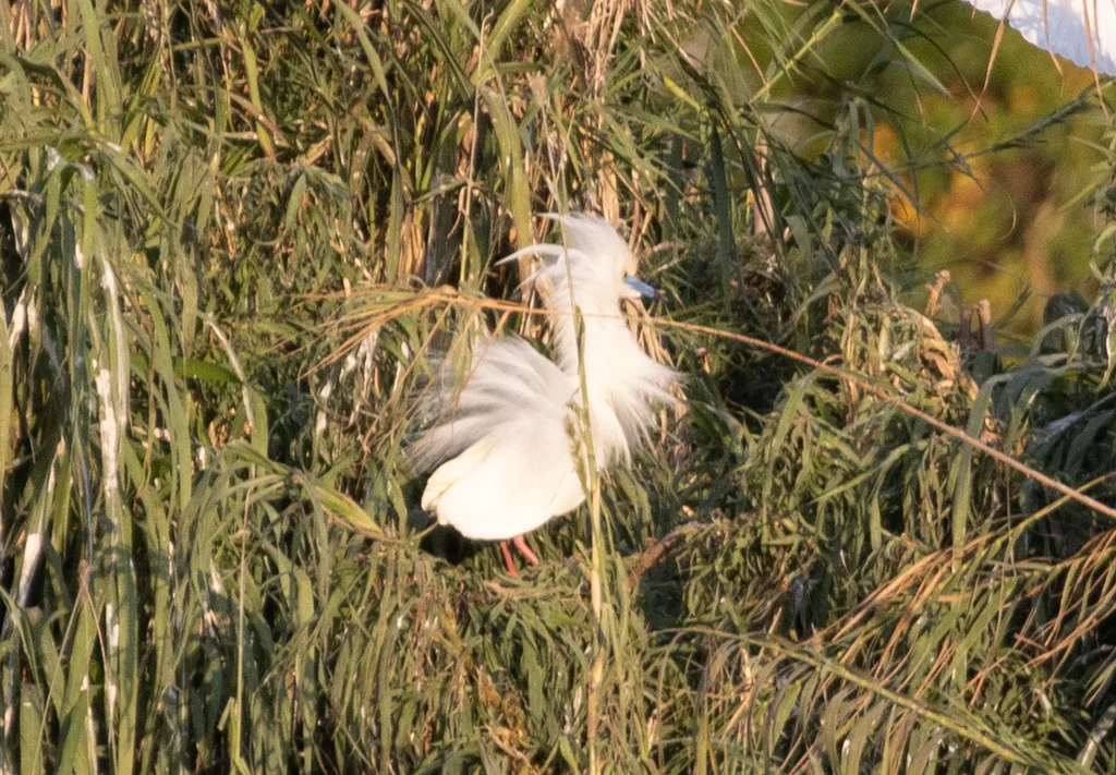 马岛池鹭(Ardeola idae)
