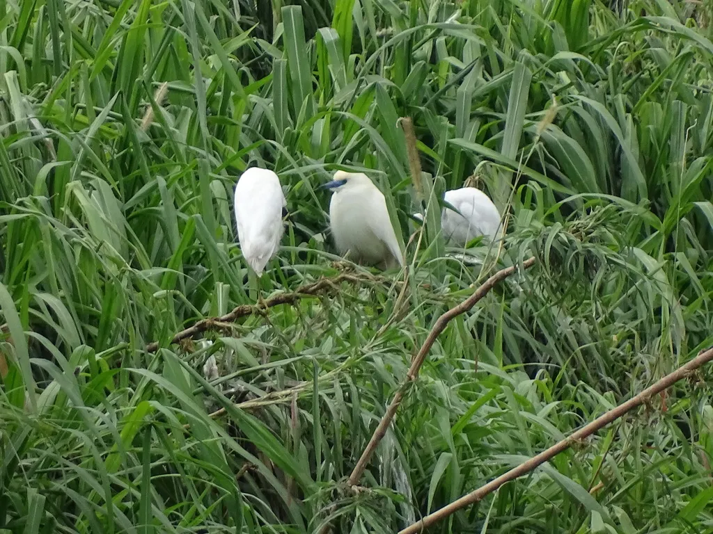 马岛池鹭(Ardeola idae)