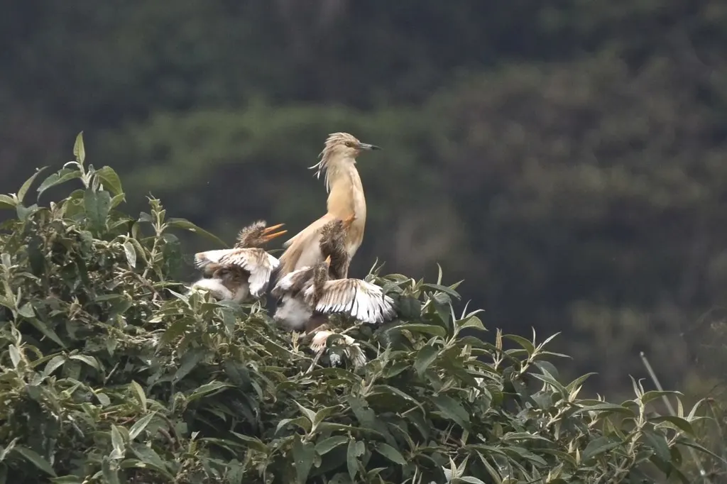 白翅黄池鹭(Ardeola ralloides)