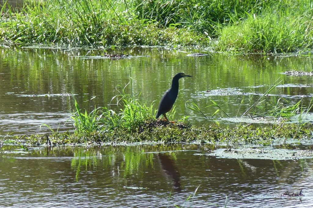 棕腹池鹭(Ardeola rufiventris)