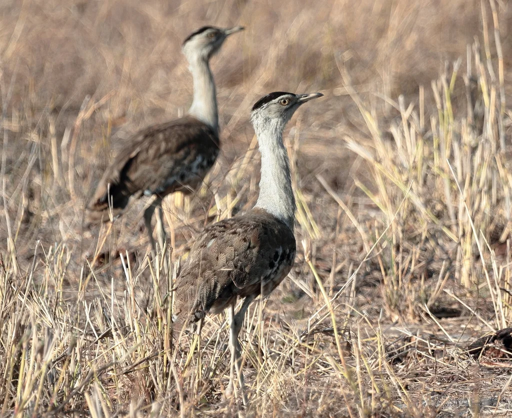 澳洲鹭鸨(Ardeotis australis)