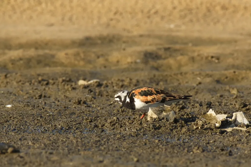 翻石鹬(Arenaria interpres)