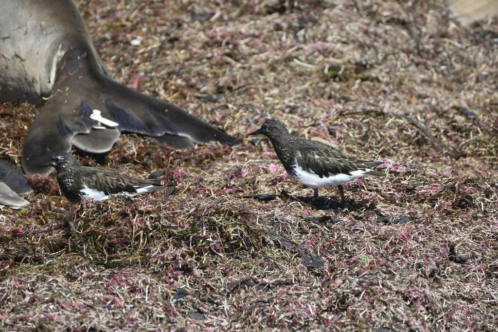 黑翻石鹬（Arenaria melanocephala）