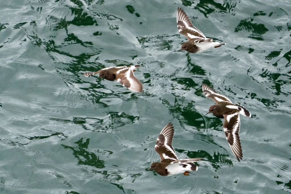 黑翻石鹬（Arenaria melanocephala）