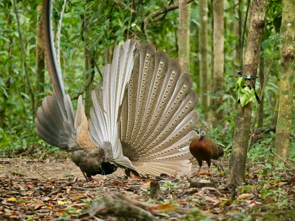 大眼斑雉(Argusianus argus)
