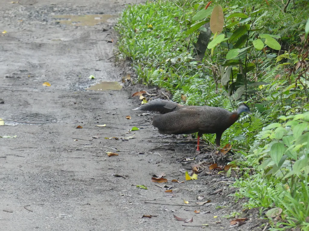 大眼斑雉(Argusianus argus)