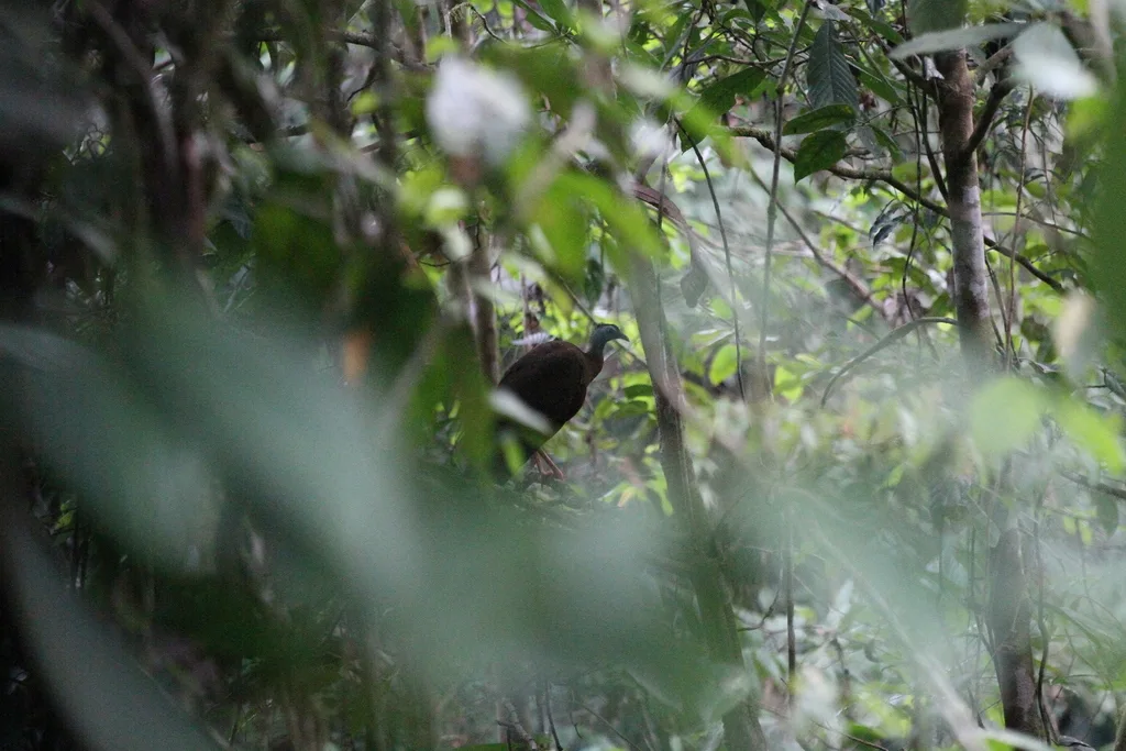 大眼斑雉(Argusianus argus)
