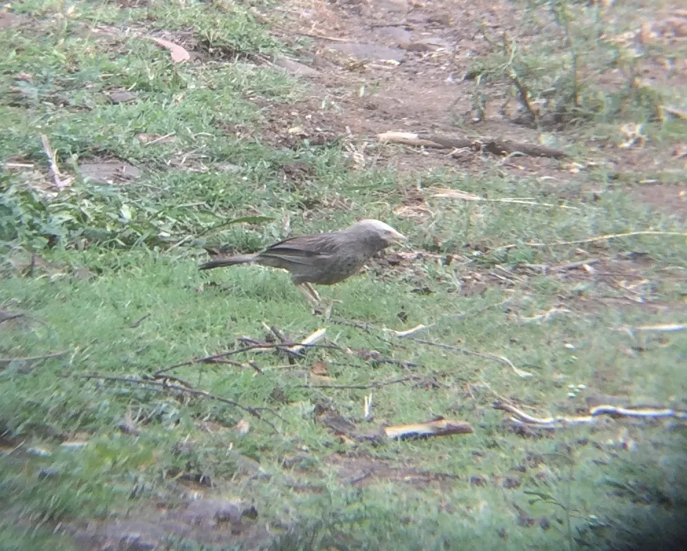 印度白头鸫鹛(Argya affinis)