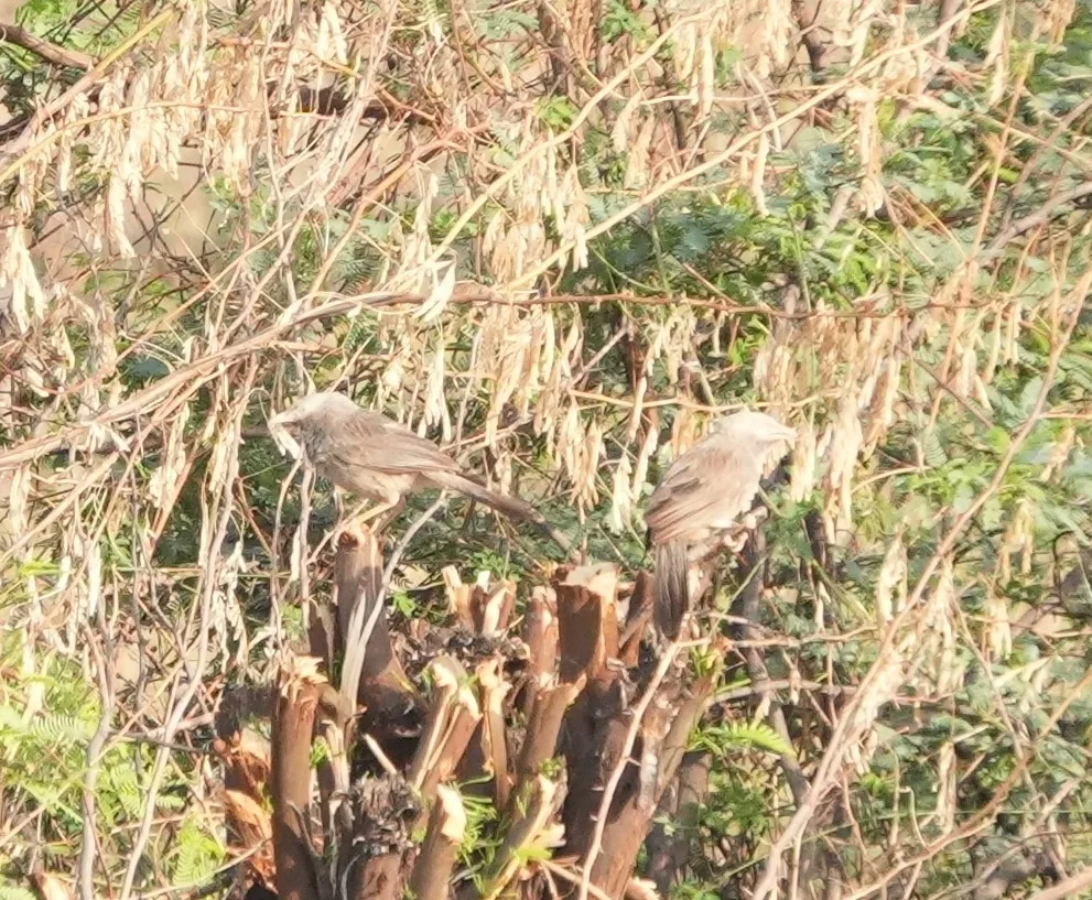 印度白头鸫鹛(Argya affinis)