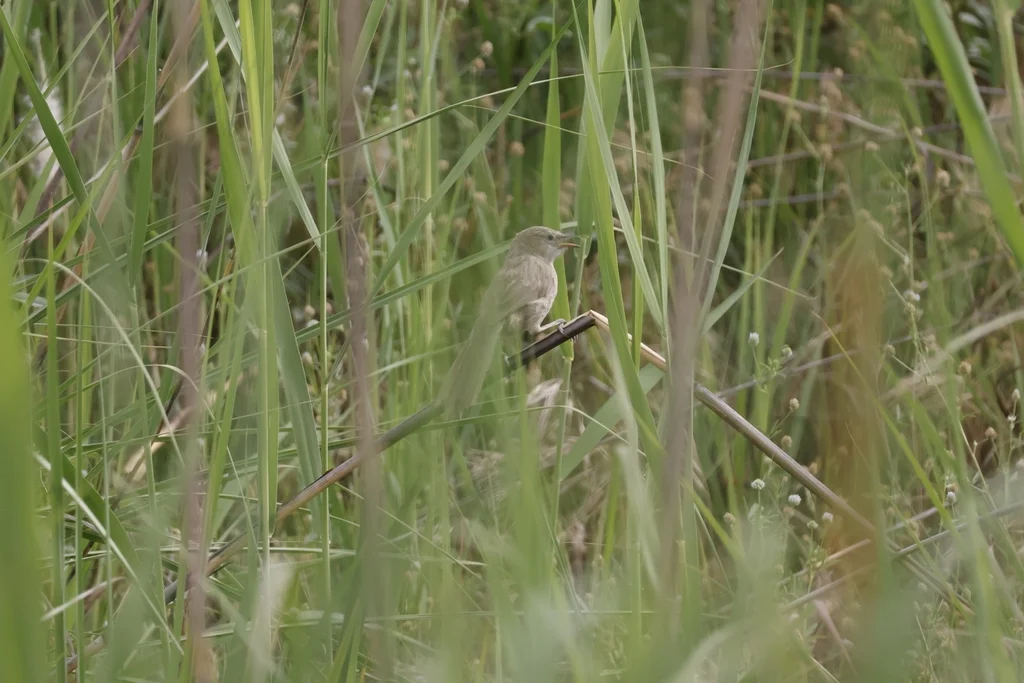 伊拉克鸫鹛(Argya altirostris)