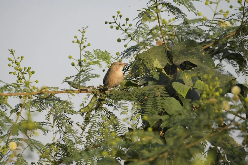 普通鸫鹛(Argya caudata)