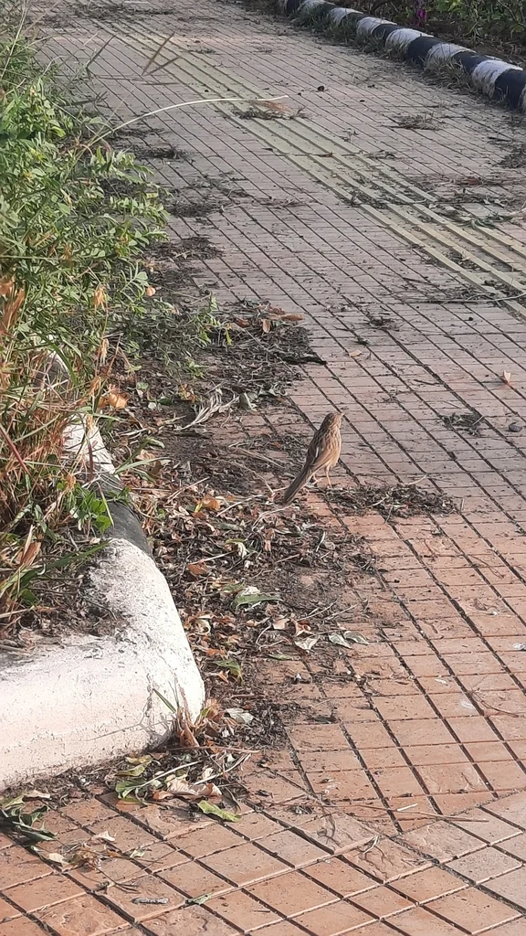 普通鸫鹛(Argya caudata)