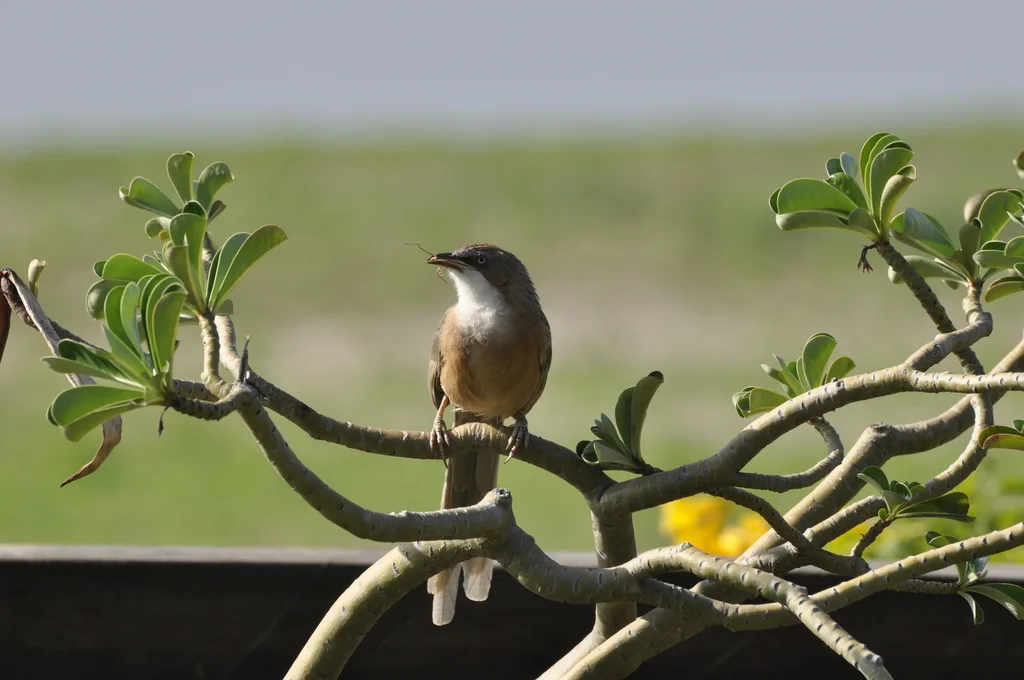 白喉鸫鹛(Argya gularis)