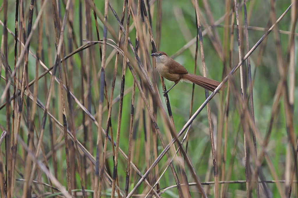 细嘴鸫鹛(Argya longirostris)
