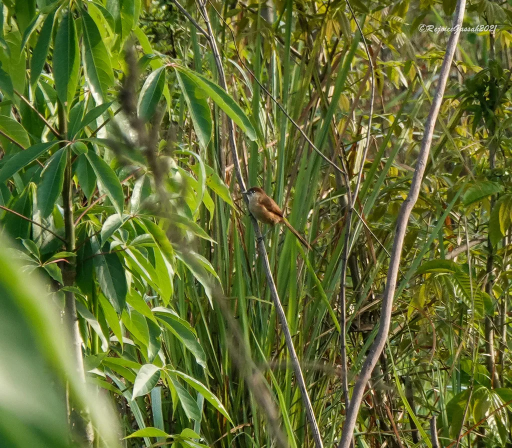细嘴鸫鹛(Argya longirostris)