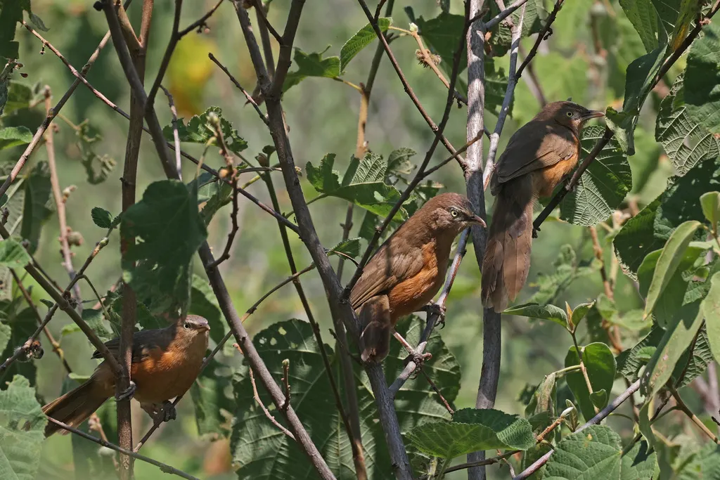 棕红鸫鹛(Argya rubiginosa)