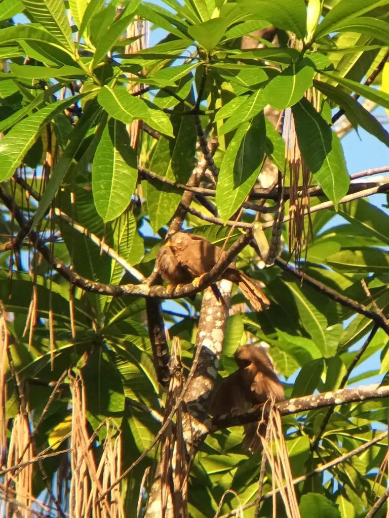 橙嘴鸫鹛(Argya rufescens)