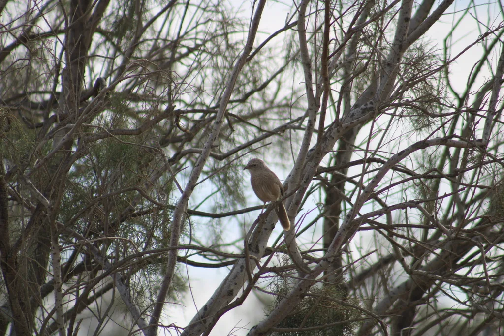 阿拉伯鸫鹛(Argya squamiceps)