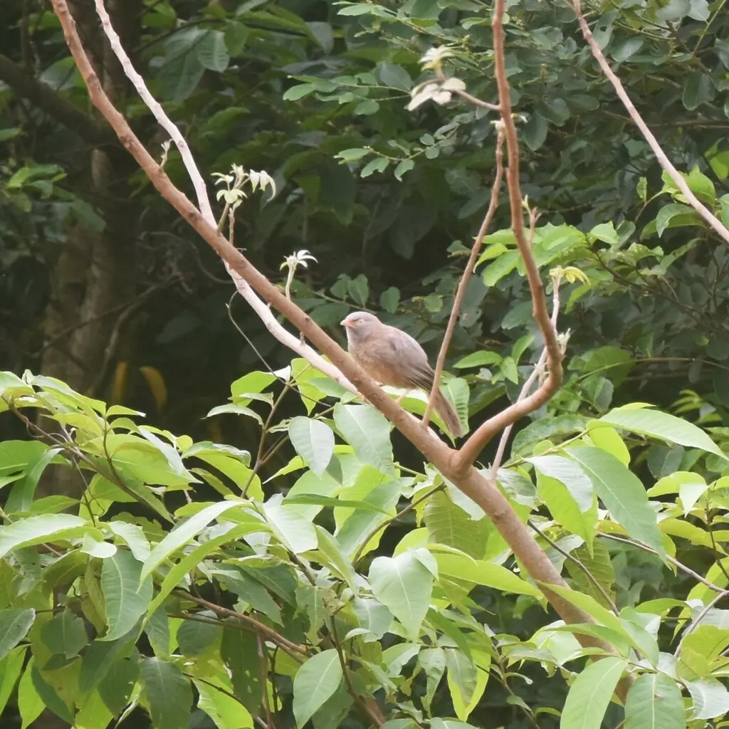 丛林鸫鹛(Argya striata)
