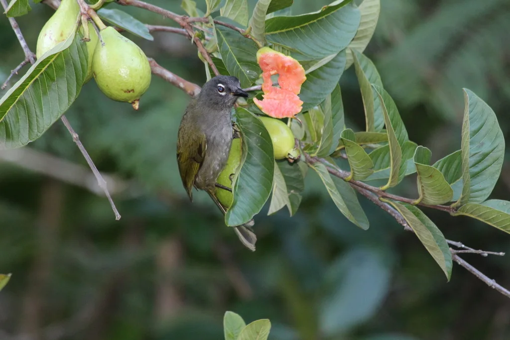黑眉绿鹎(Arizelocichla fusciceps)