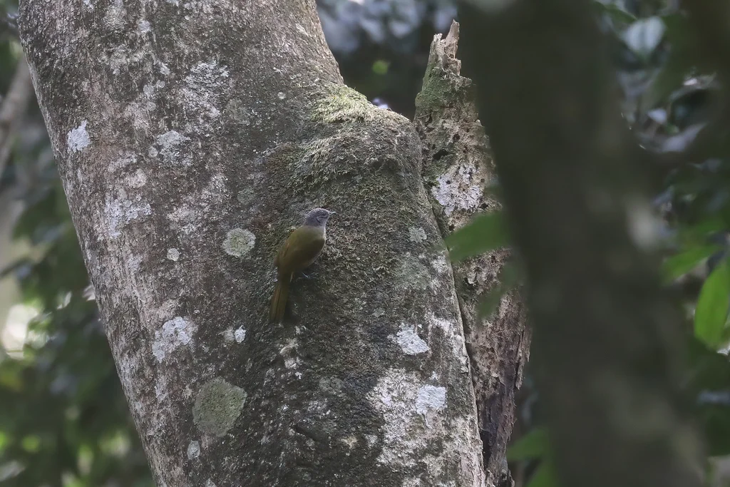 塞氏绿鹎（Arizelocichla masukuensis）