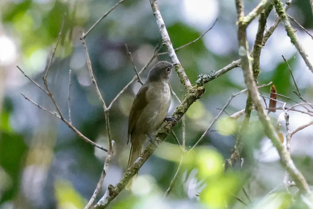 塞氏绿鹎（Arizelocichla masukuensis）