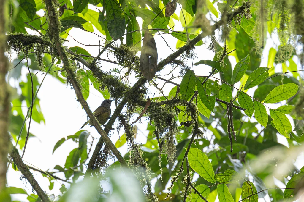 塞氏绿鹎（Arizelocichla masukuensis）