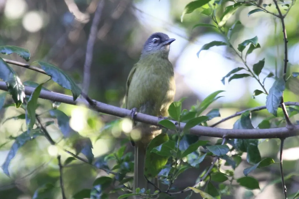 纹颊绿鹎(Arizelocichla milanjensis)