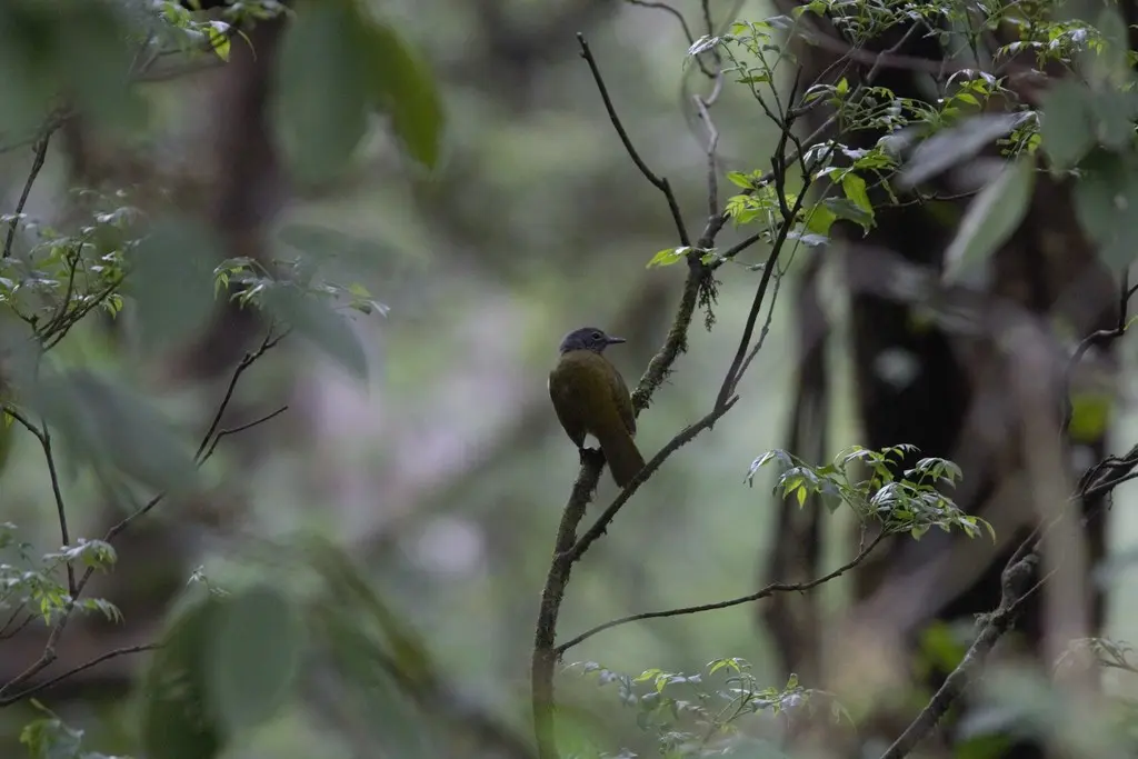 西绿鹎(Arizelocichla tephrolaema)