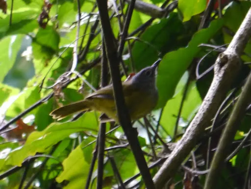 西绿鹎(Arizelocichla tephrolaema)
