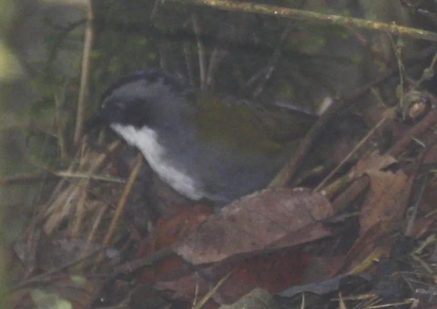 灰眉薮雀（Arremon assimilis）