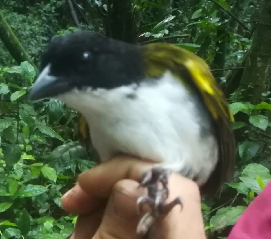 黑头薮雀(Arremon atricapillus)