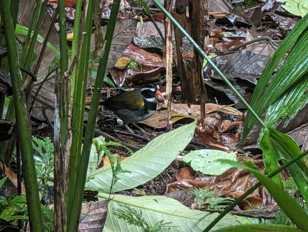 橙嘴金肩雀(Arremon aurantiirostris)