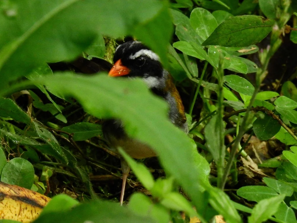 橙嘴金肩雀(Arremon aurantiirostris)