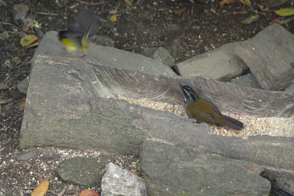 北纹头薮雀(Arremon basilicus)
