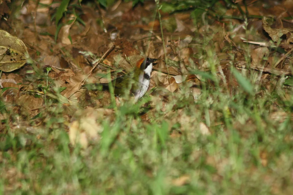 栗顶薮雀(Arremon brunneinucha)