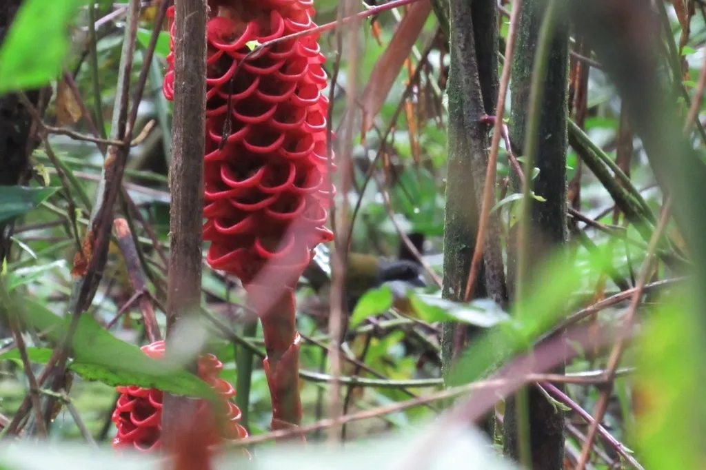 哥斯达黎加薮雀(Arremon costaricensis)