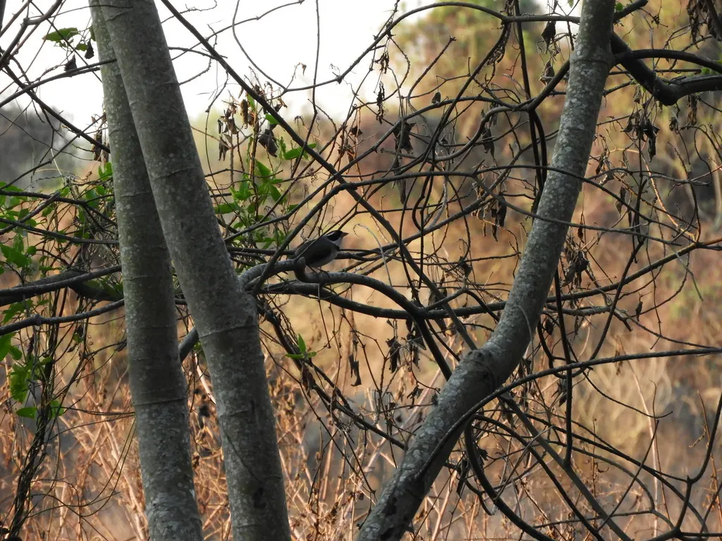 黄嘴金肩雀(Arremon flavirostris)