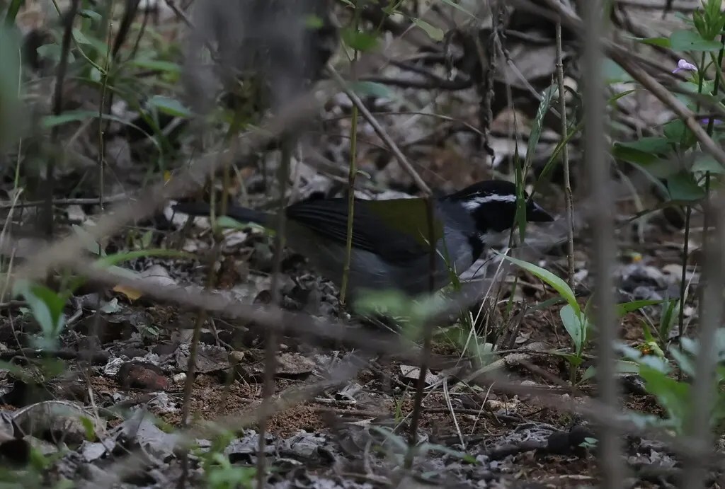 马谷金肩雀(Arremon nigriceps)