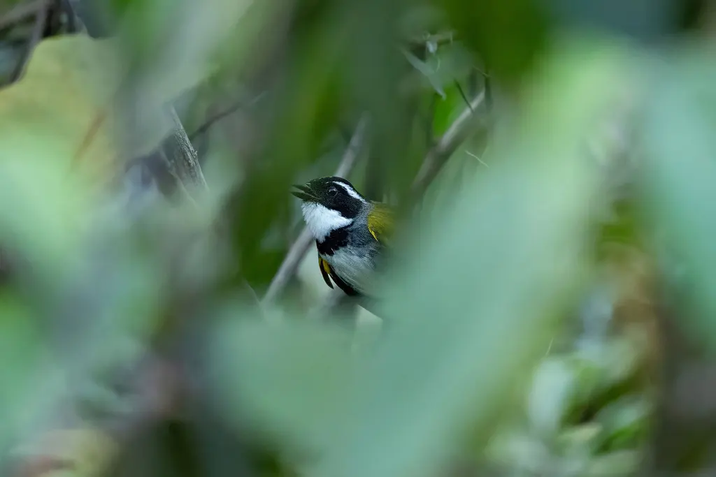 纹头薮雀(Arremon torquatus)