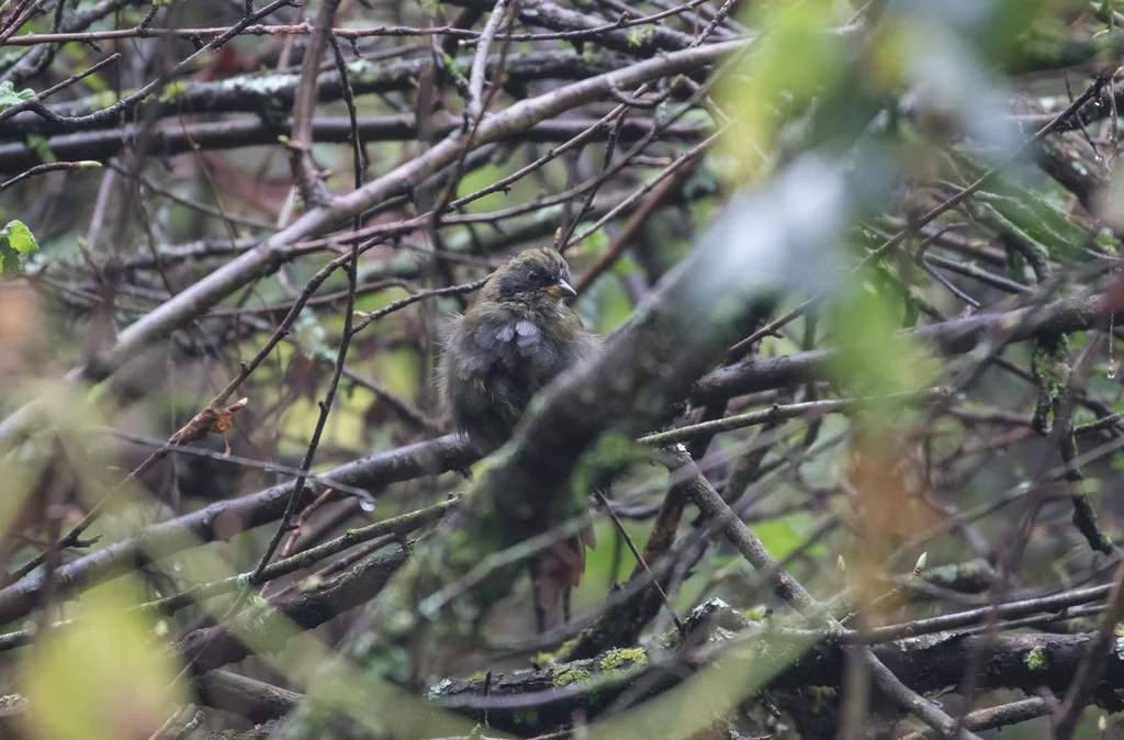 绿纹薮雀(Arremon virenticeps)
