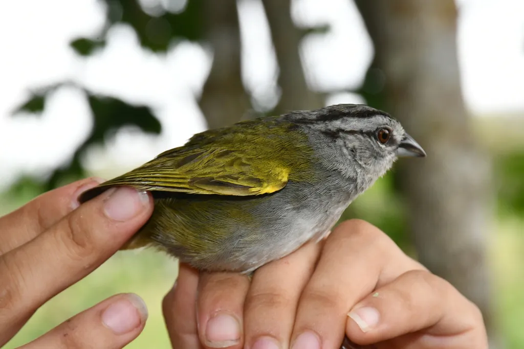 绿背纹头雀(Arremonops chloronotus)
