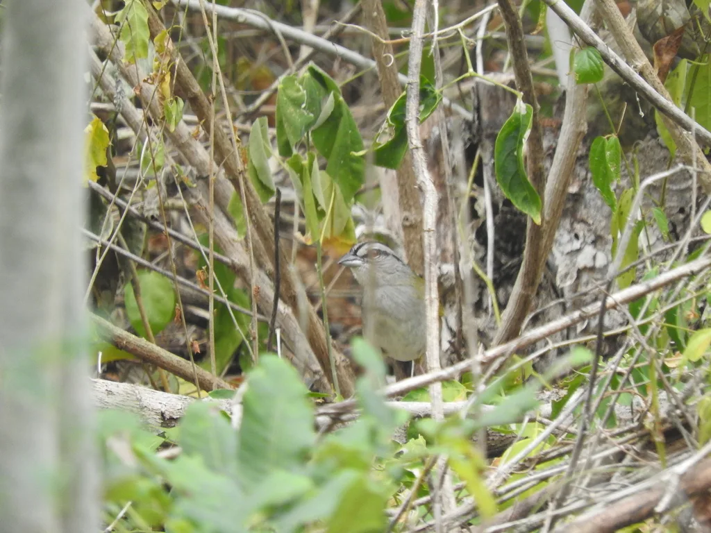 绿背纹头雀(Arremonops chloronotus)