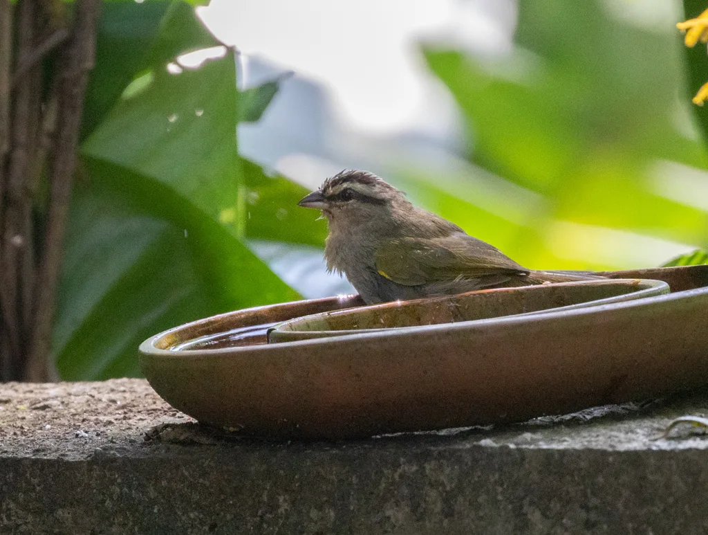 褐纹头雀(Arremonops rufivirgatus)