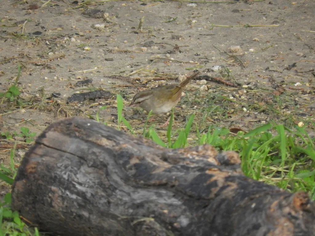 褐纹头雀(Arremonops rufivirgatus)