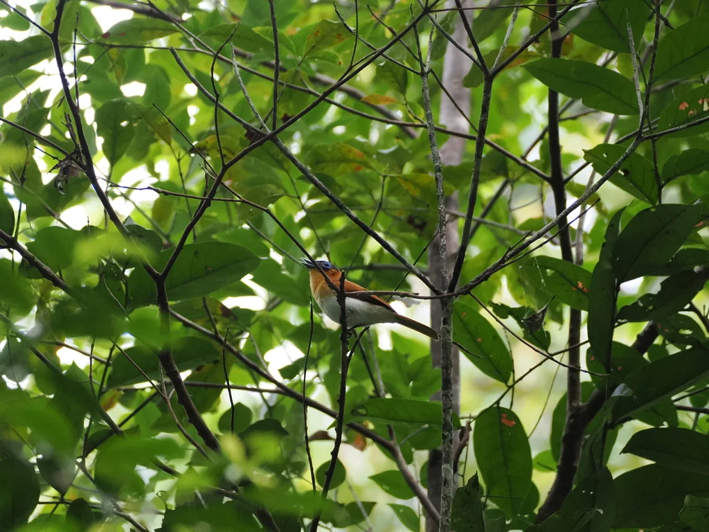 饰颈皱鹟（Arses telescopthalmus）