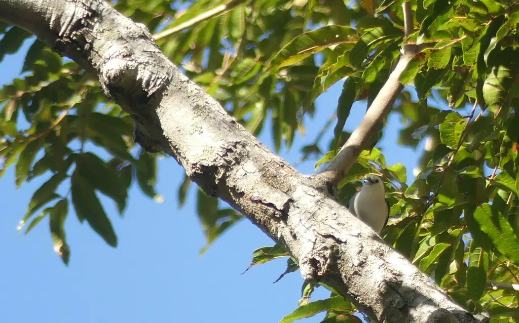 白头钩嘴鵙(Artamella viridis)