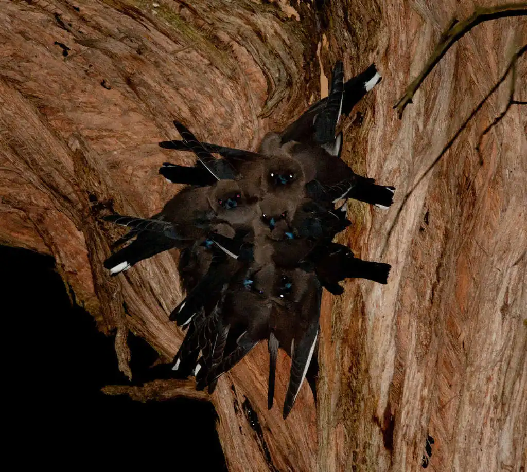 暗燕鵙(Artamus cyanopterus)