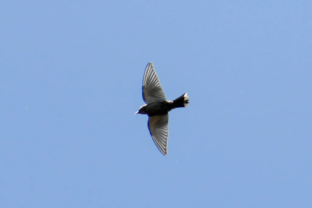 暗燕鵙(Artamus cyanopterus)