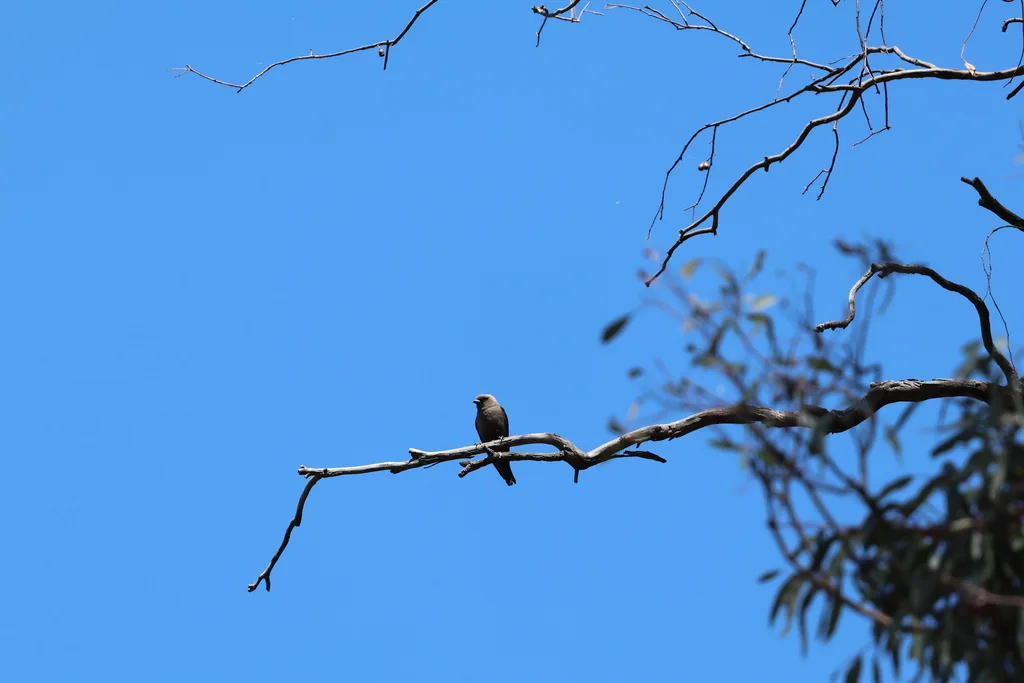 暗燕鵙(Artamus cyanopterus)